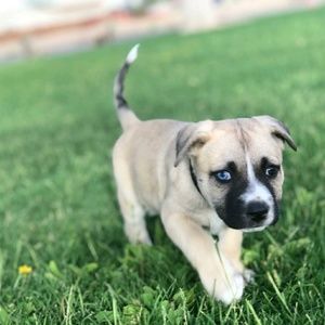 Meet your Posher, Lulu